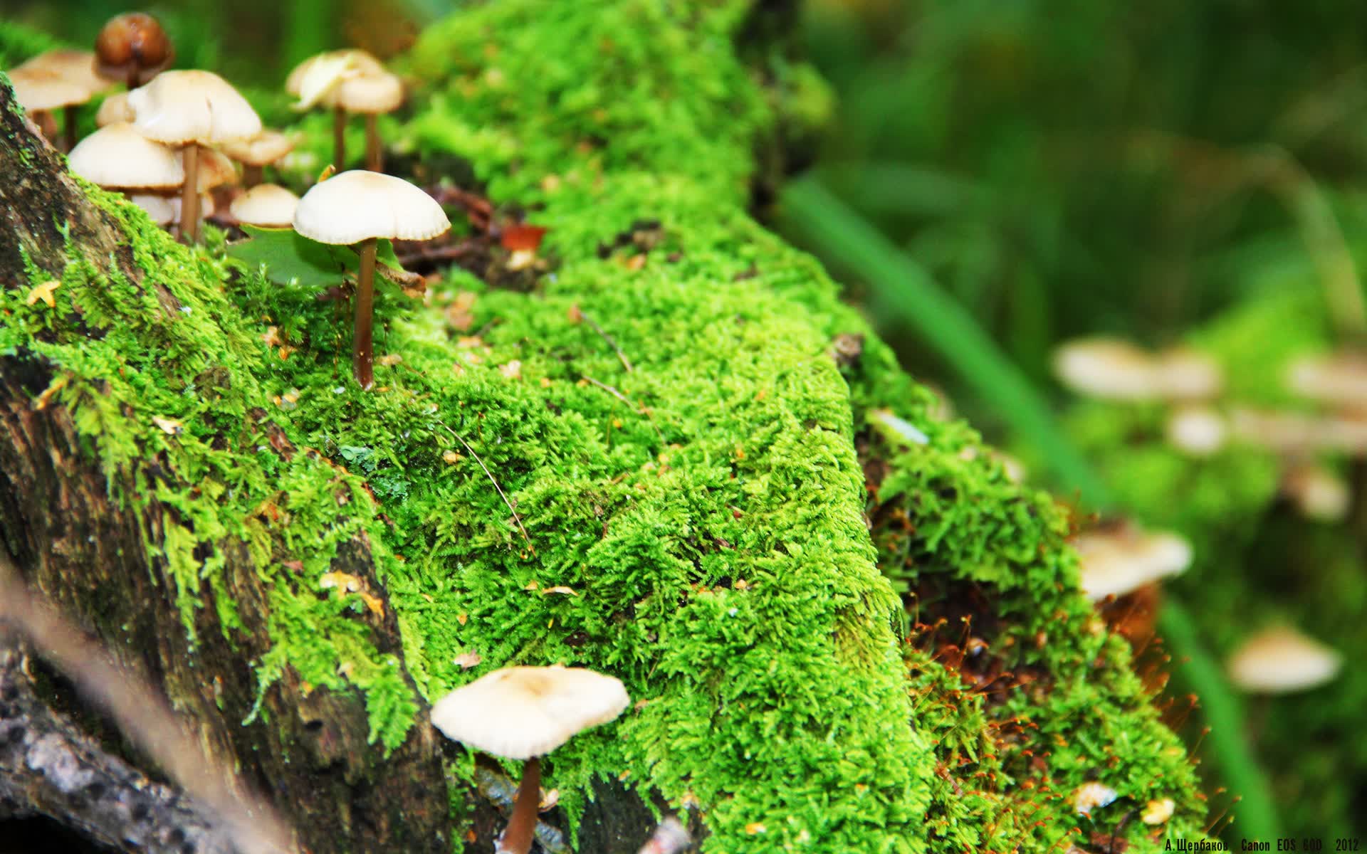世界篮球邀请赛：三分球策略全面渗透比赛节奏，篮球三分球大赛游戏